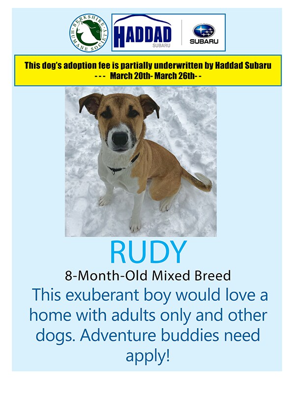 Dog-Of-Week-Rudy-2.png