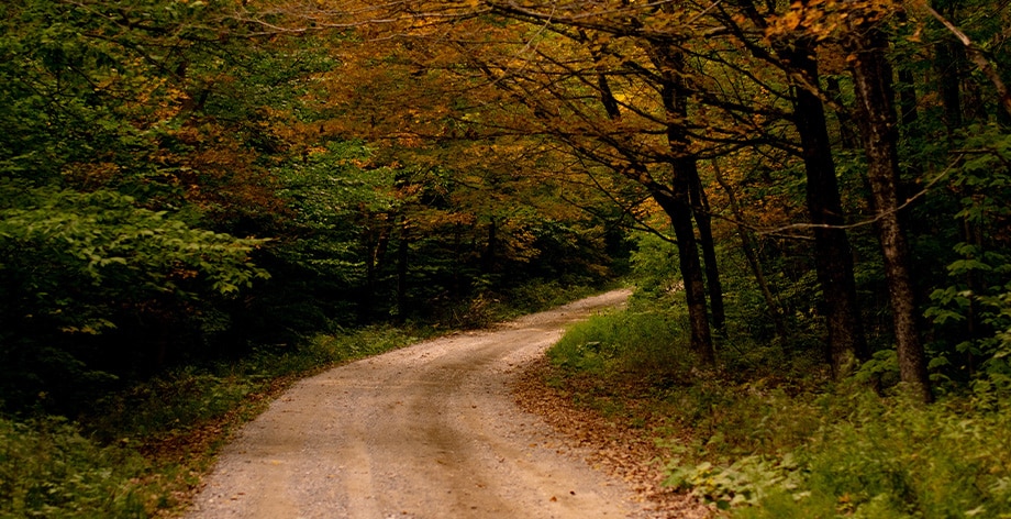 Haddad Toyota Dealership near North Adams, MA | Dirt Road Through Trees in Massachusetts