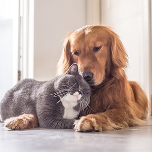 pets.png