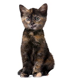 cat.png