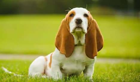 North Carolina Dog Shelters