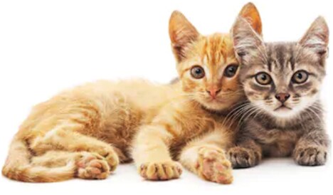 North Carolina Cat Shelters