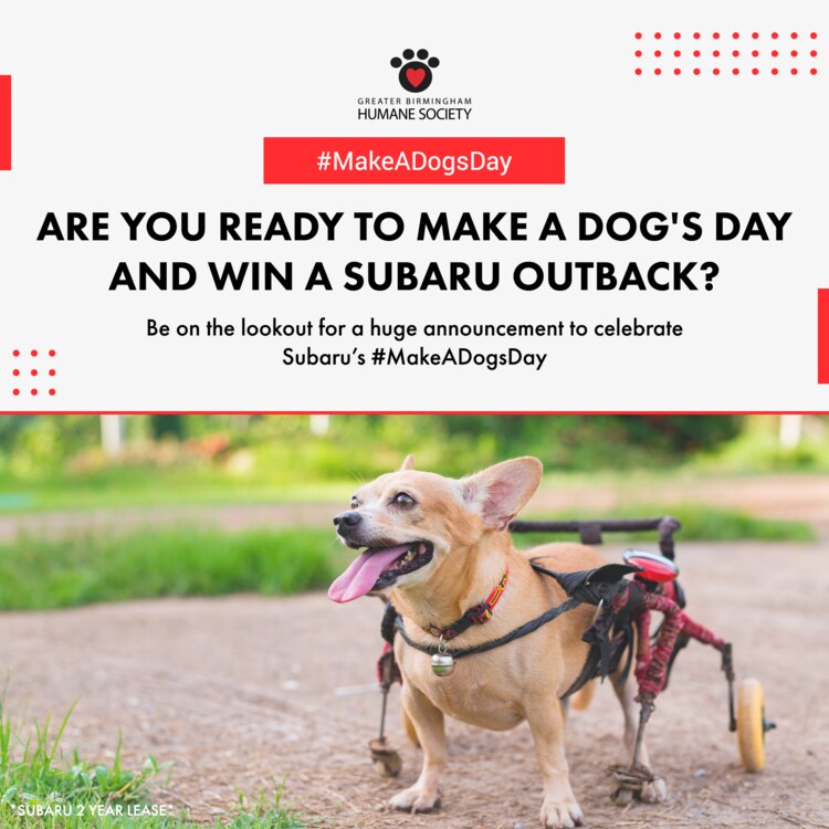 Hendrick Subaru_Outback Drawing Dogs Day.png