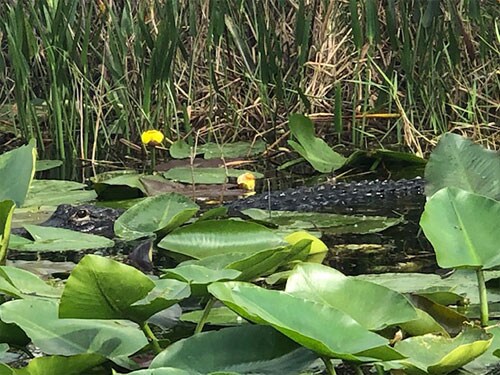 Gator