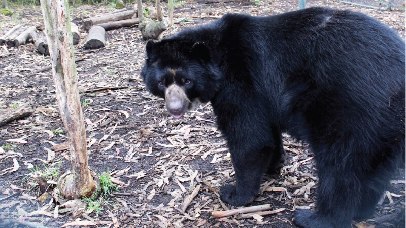 Bear.jpg