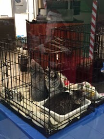 Paws Kitten 1.jpg