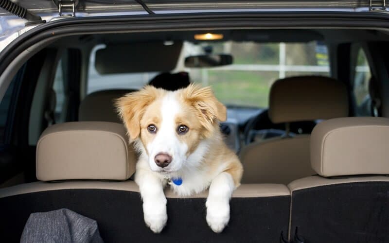 Puppy in the back of a Subaru