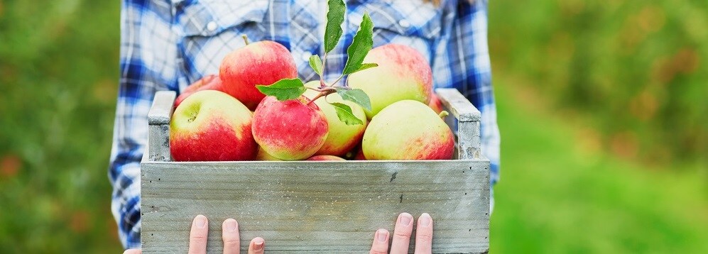 Apple Picking