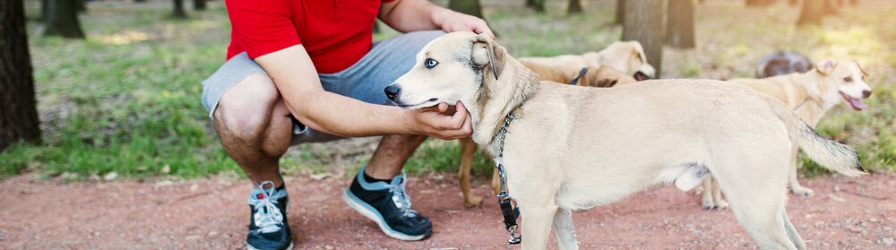 Dog Sitters in Danvers MA