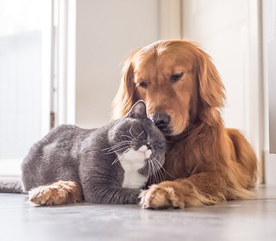 Pet-Adoption-2