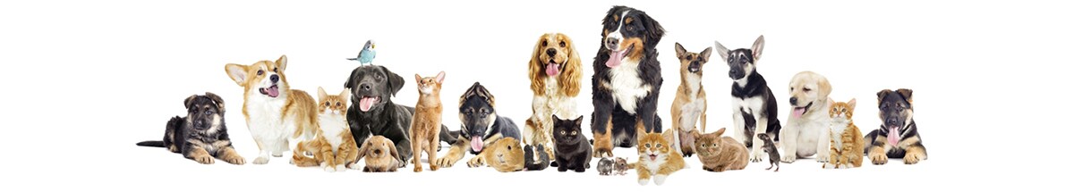 Pet-Adoption-Header