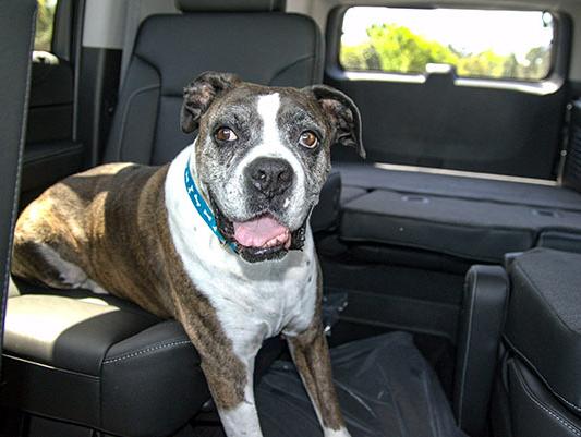 Dog-Chevy-Suburban
