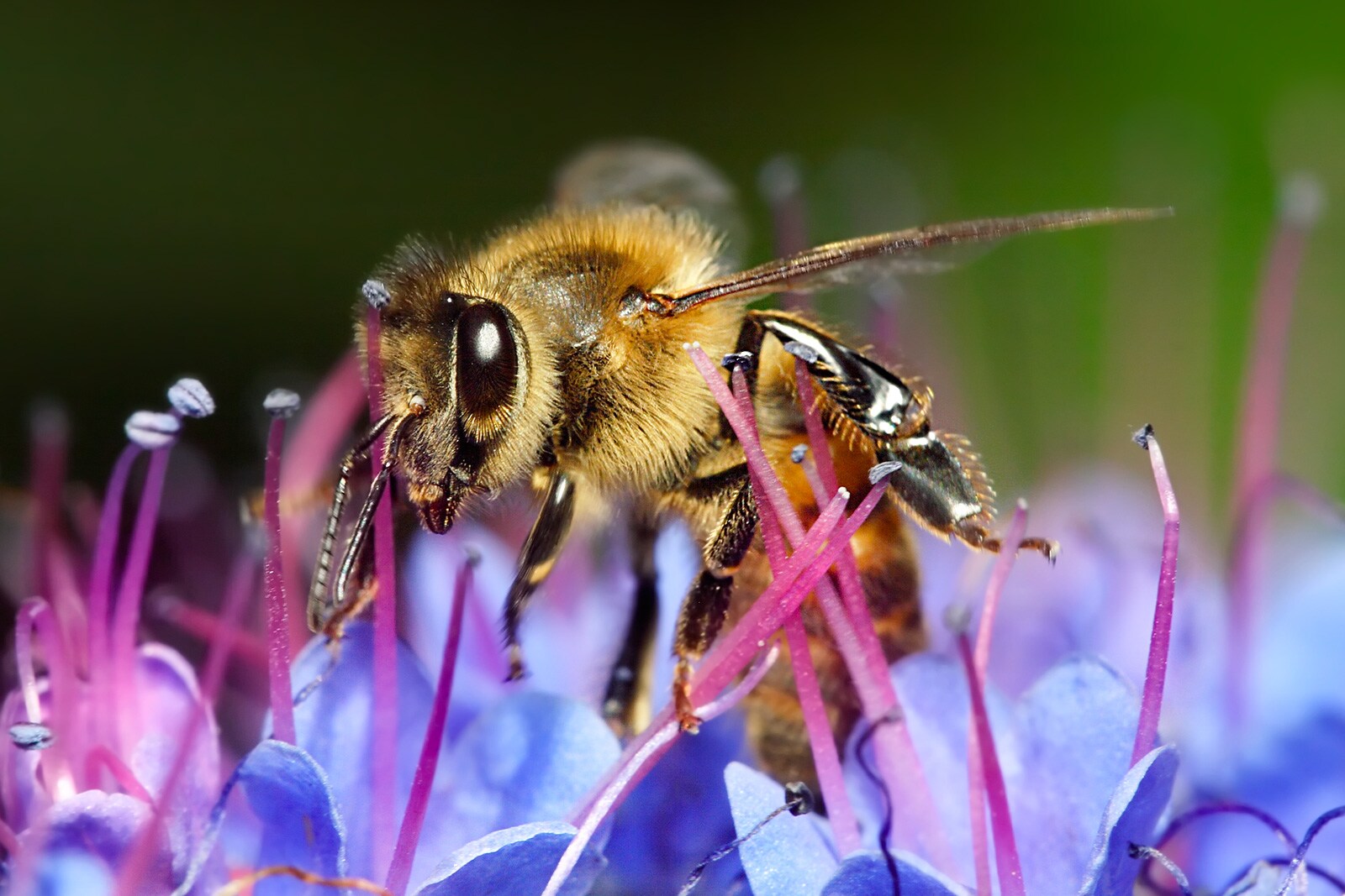Honey_bee_on_blue_flower.jpg
