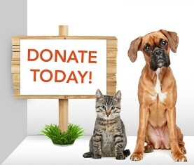 pet-donation-day EMAIL SMALL.jpg