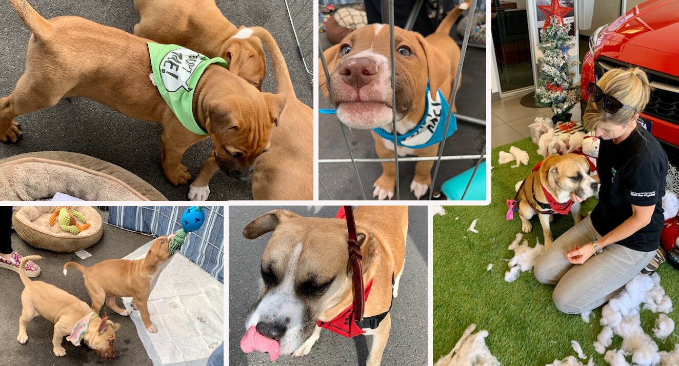KMS Adopt-a-pet.jpg