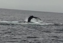 Whale Watch 2 2.png