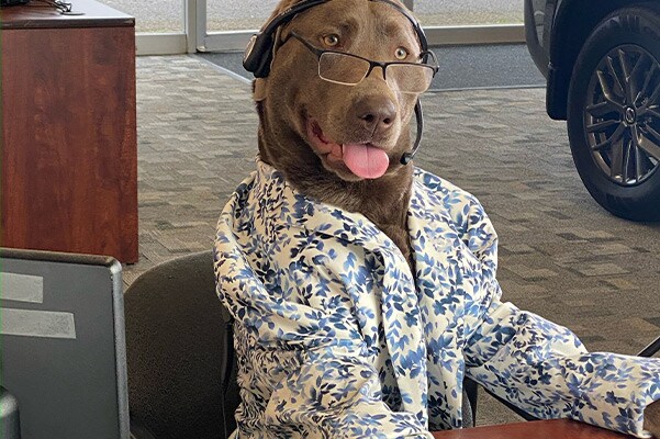 Stormy at computer desk