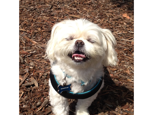 rotatated sebastian at the dog park.png