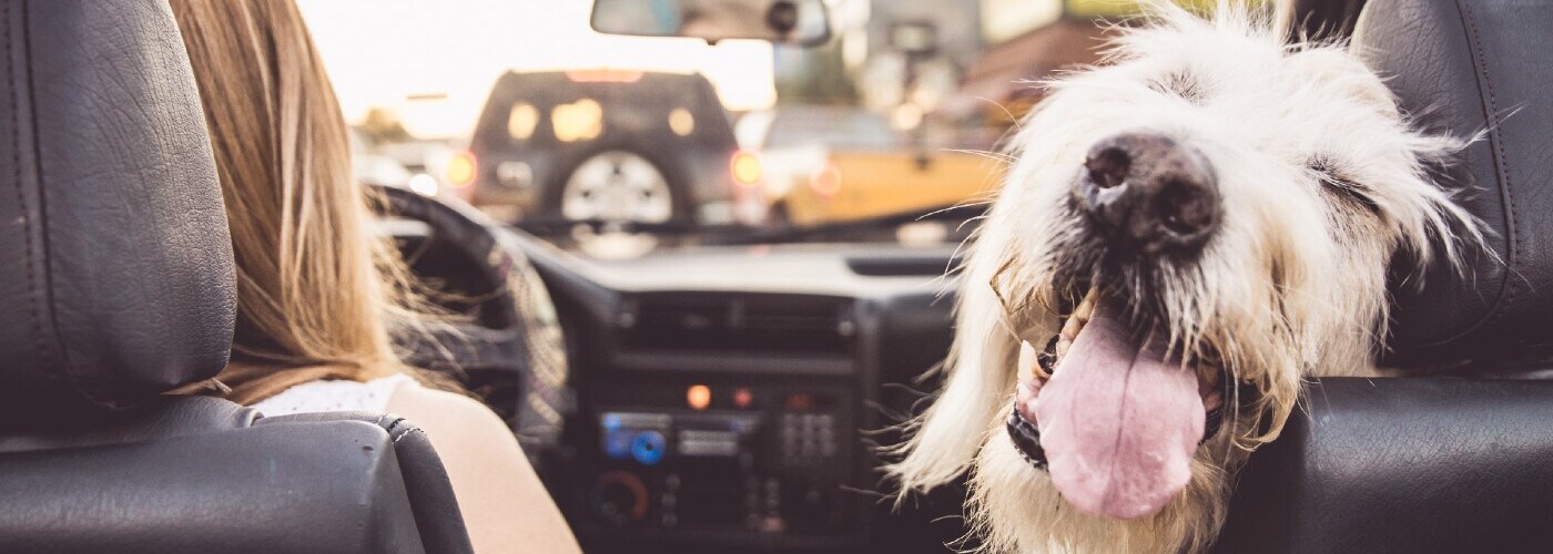 Woman Driving with Dog in Front Seat.jpg