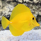 th_74760_YellowTang.jpg