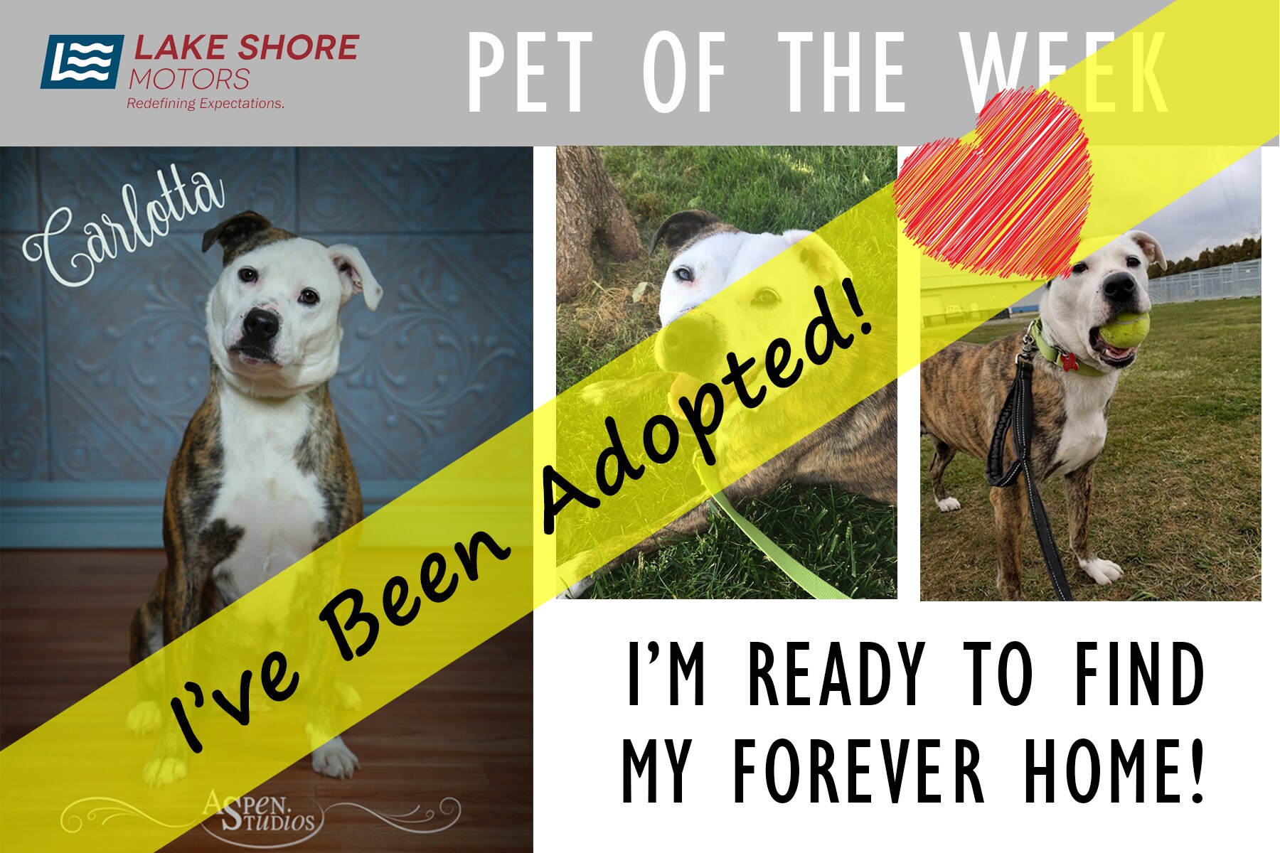 Lake Shore Ford's Pet of the Week. Carlotta, a bitbull terrier mix - update - she has been adopted | Chesterton, IN