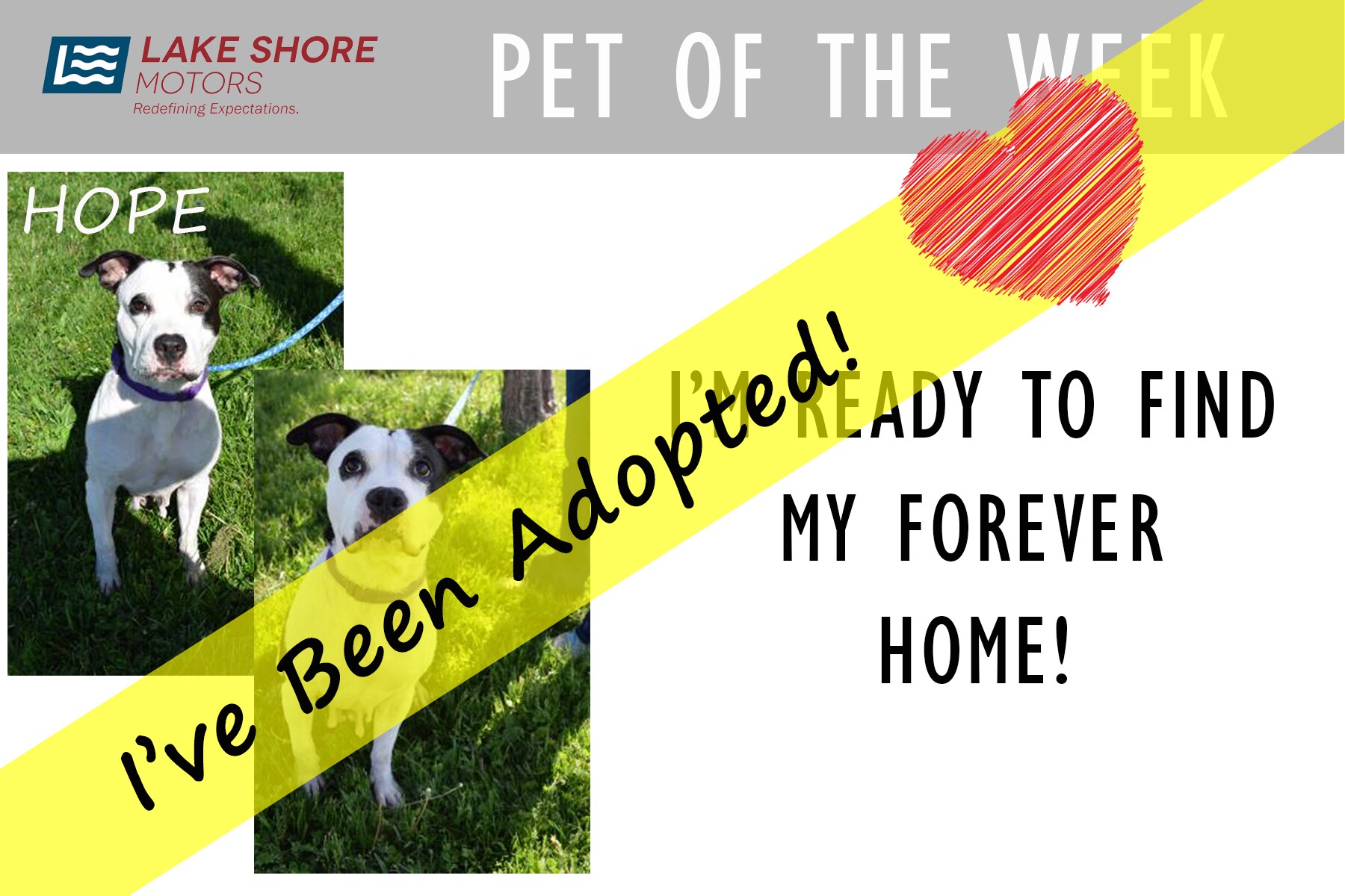 Pet of the Week - Hope - Adopted.jpg