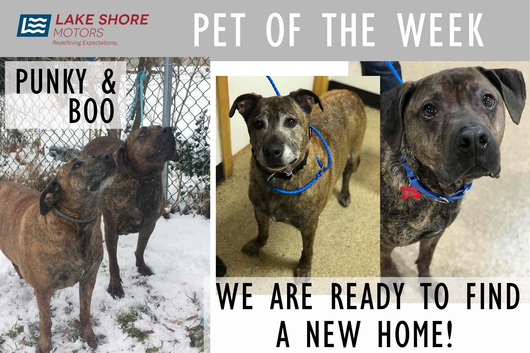 Pet of the Week Template - Punky & Boo.jpg