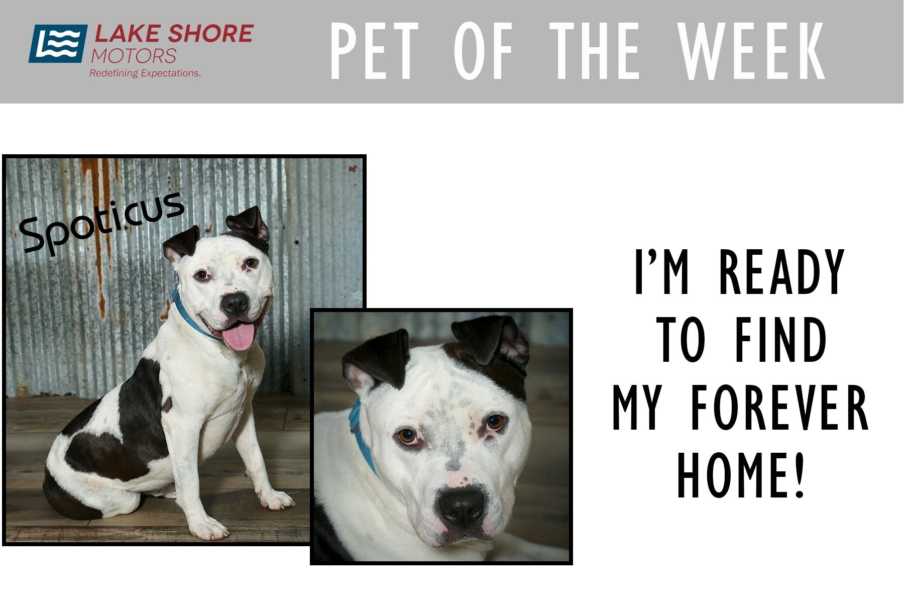 PET OF THE WEEK July 11th.jpg