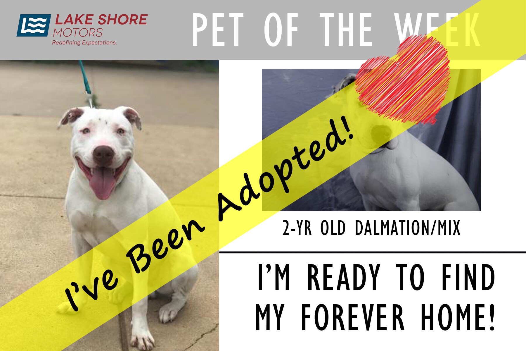 Lake Shore Ford's pet of the week - Desi - a 2 -year-old dalmatian mix - update, he has been adopted.