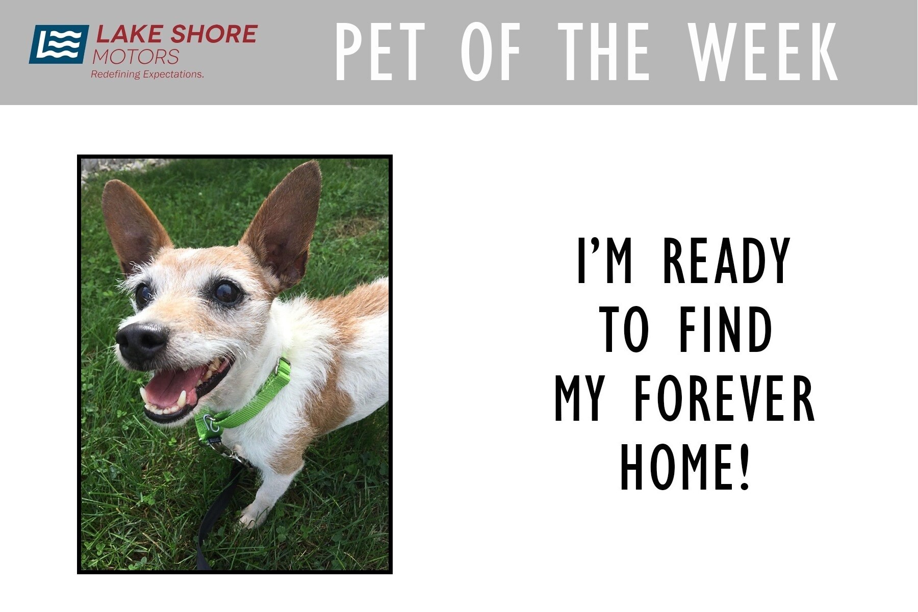 PET OF THE WEEK - Oct 11th.jpg