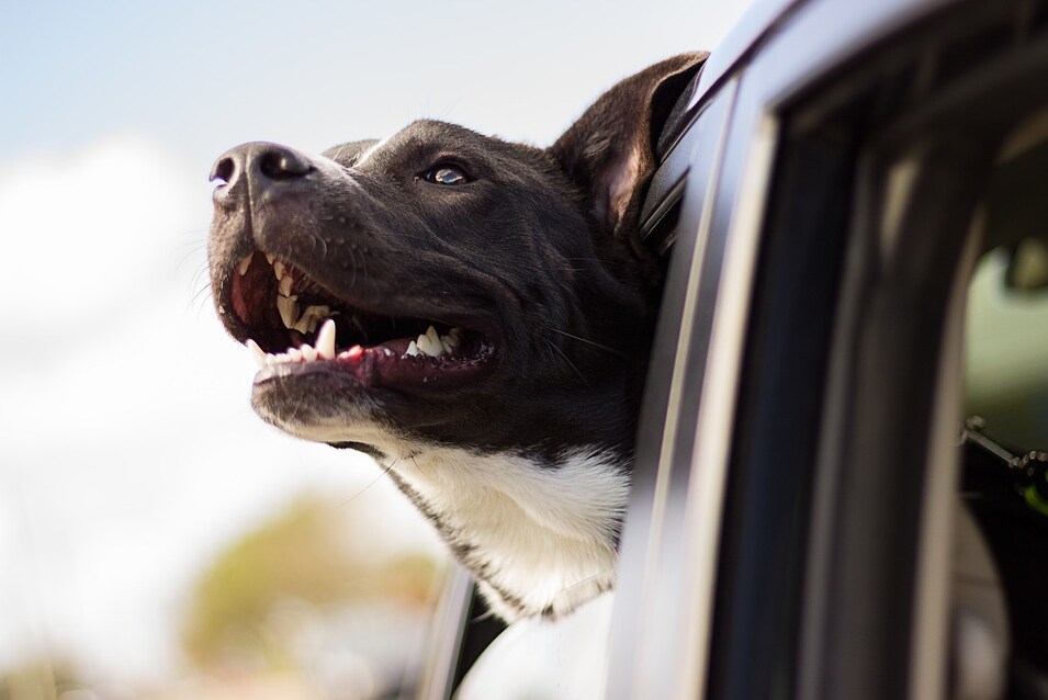 happy dog in car happy dog with head out car window