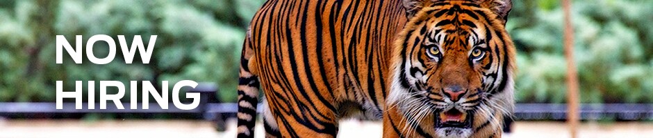 Now Hiring Hungry Tigers Now Hiring Hungry Tigers