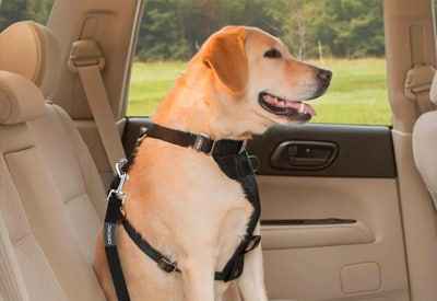 dog-harness-in-Ford dog-harness-in-Ford