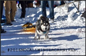 2016-Winter-Carnival-Teeko.png