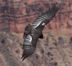 Condor Idaho