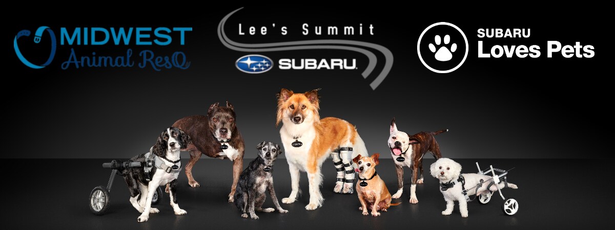 Make A Dogs Day Website.jpg