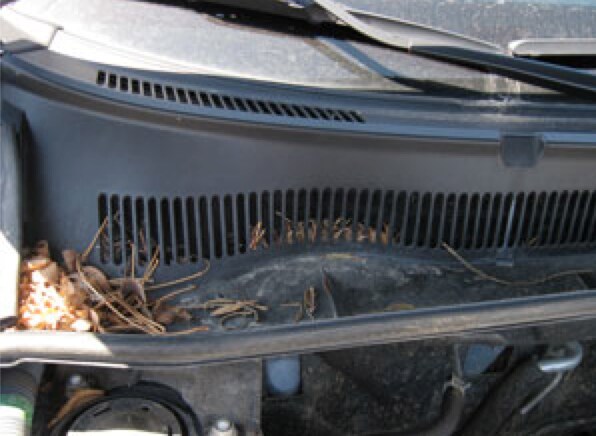 care-for-your-car-exterior-vents-lakewood-ford