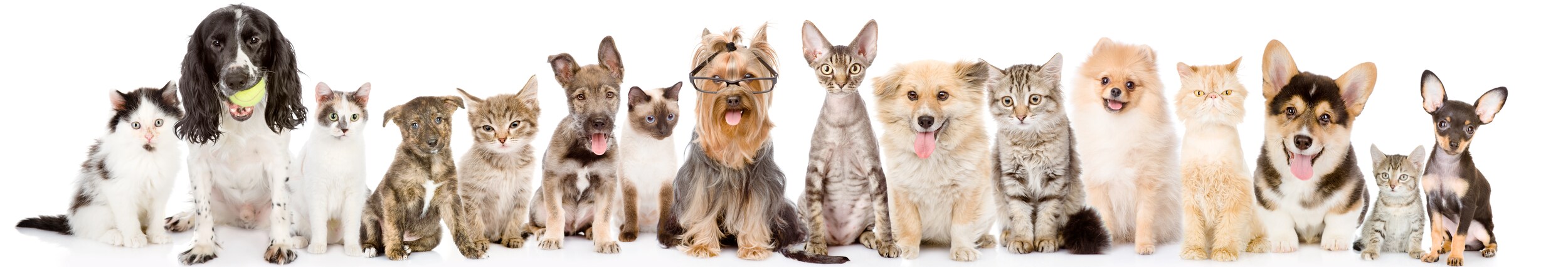 dogscats-horizontal Boise ID.png