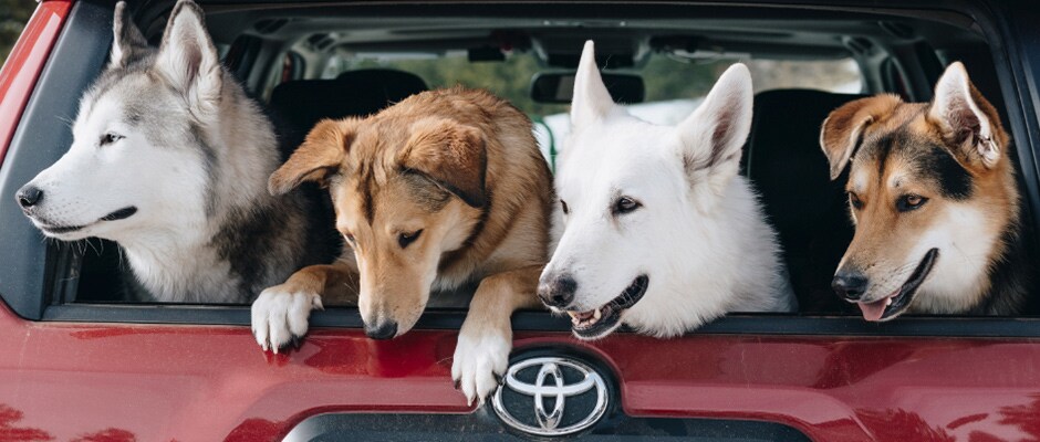 2018 Toyota 4Runner XL Cargo Space for all the Dogs - Slide 2