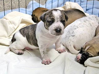A puppy sitting on a blanket.