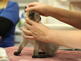 A person's hands holding a kitten.