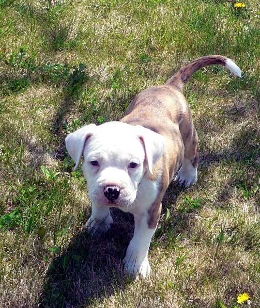 Otis