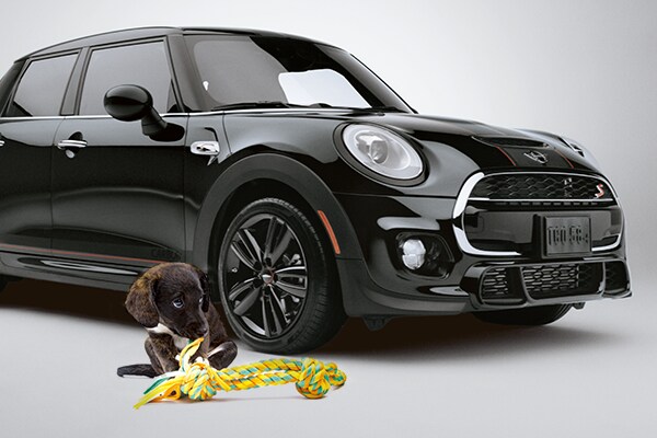 MINI_Dog_large.png