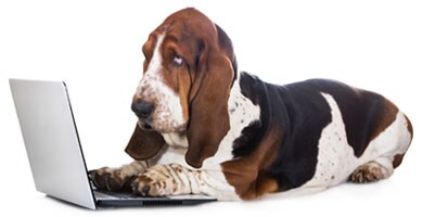 Dog looking for Subarus online