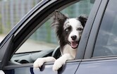 dog in car dog in car
