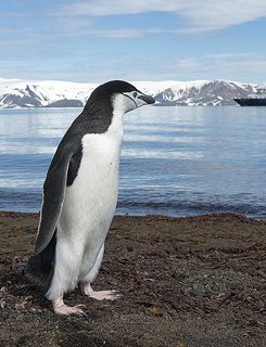 Penguin 1