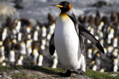 Penguin 2