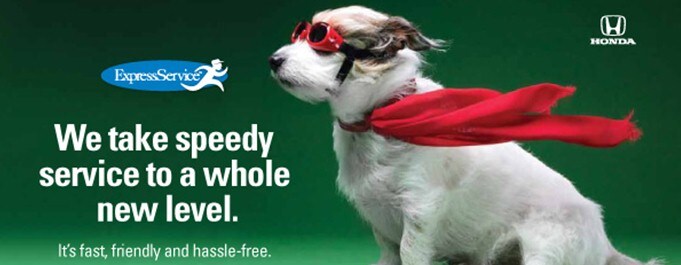 Express Speedy Dog.jpg
