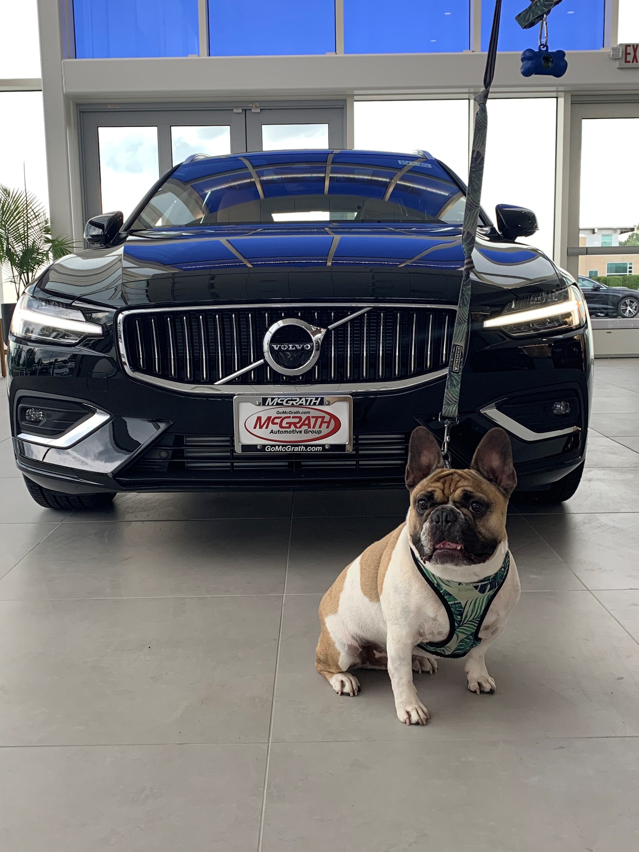 dog1.jpg