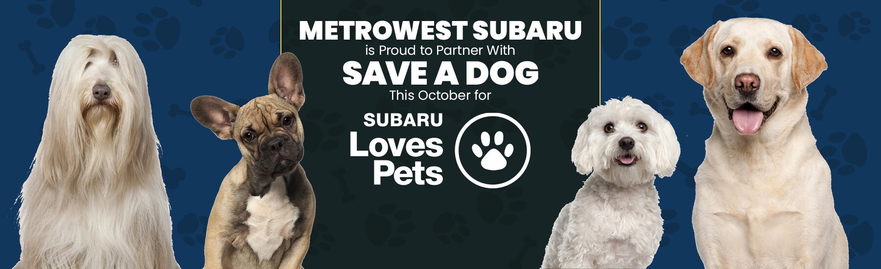 2022-10-metrowestsubarusne-12032476-Metrowest-Save-A-Dog-SL.jpg